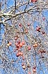 An apple tree, most probably Dave's.