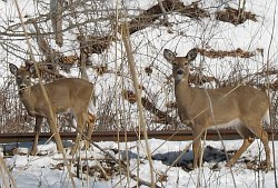 Two young deer, healthy, conserved and composed, welcome me on my walk this day.