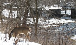 The larger of the two, foraging by the Big Spring Fork.  The old rail bridge pillars hark back to days long gone.