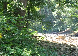 Can you spot the white-tailed doe?