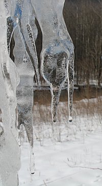 Wildly Beautifully Frozen