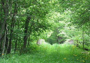<a href="http://www.8riverssafedevelopment.com/main/aboutBackground.php">The Slaty Fork Bridge</a>, on the abandoned Huttonsville-Huntersville Turnpike.