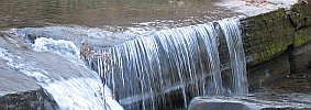 A Slaty Fork waterfall, just downstream from the bridge.