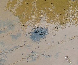 Tadpoles in the Big Spring Fork