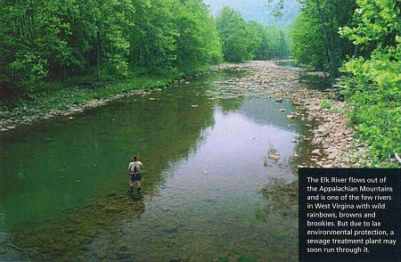 The Elk River flows out of the Appalachian Mountains and is one of the few rivers in West Virginia with wild rainbows, browns and brookies.  But due to lax environmental protection, a sewage treatment plant may soon run through it.  <i>Photograph by King Montgomery.</i>